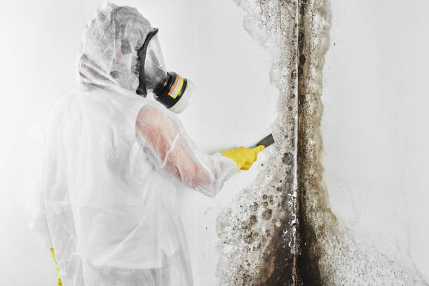 Best Localized Mold Remediation (e.g., coastal areas, humid climates) in Hines, OR