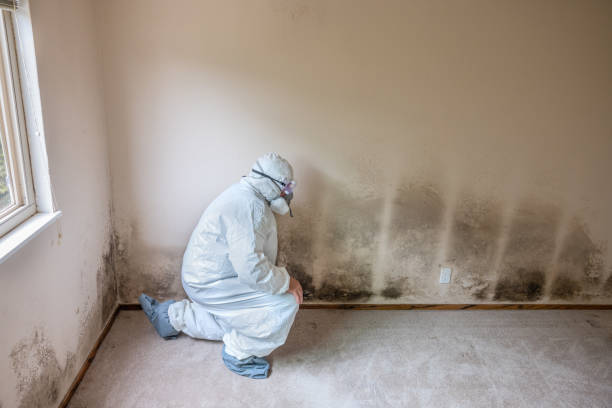 Best Emergency Mold Remediation in Hines, OR